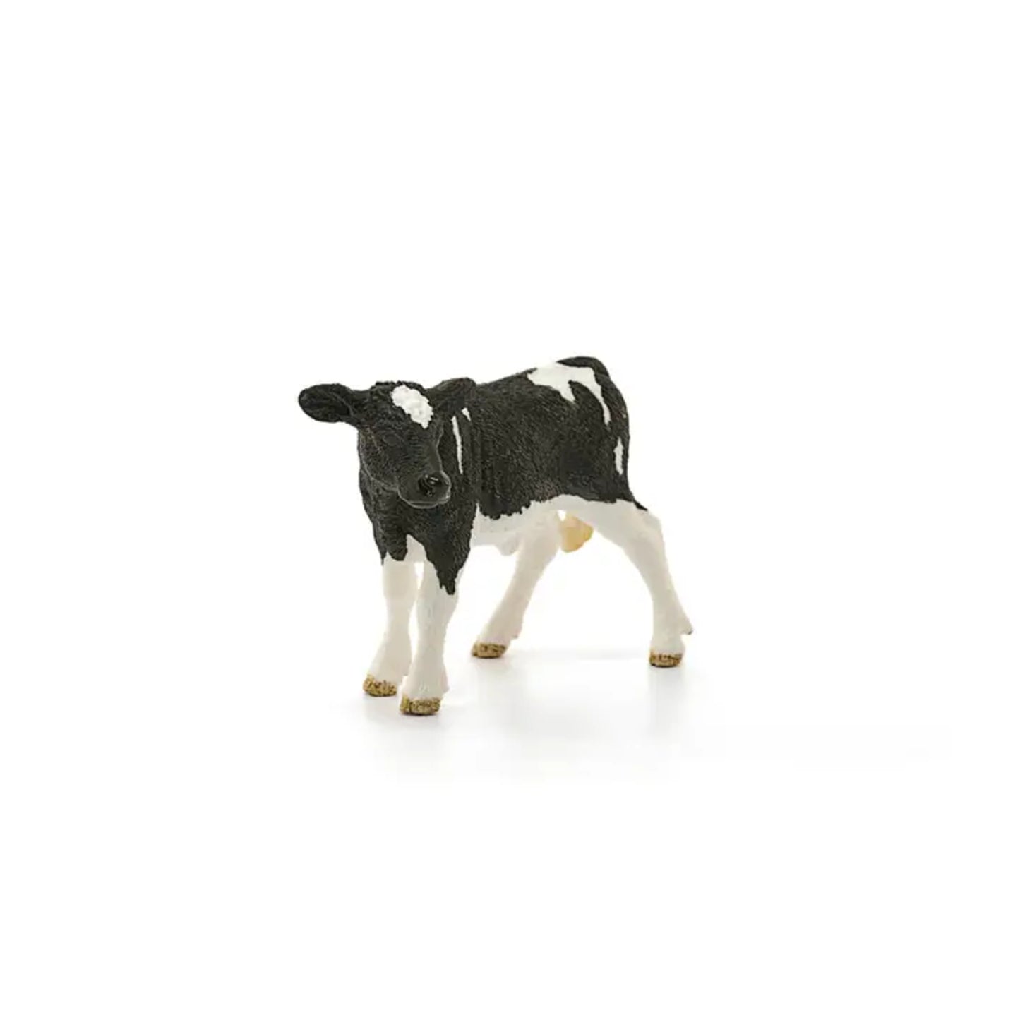 Holstein Calf