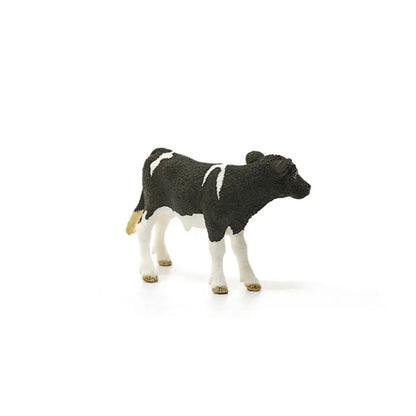 Holstein Calf