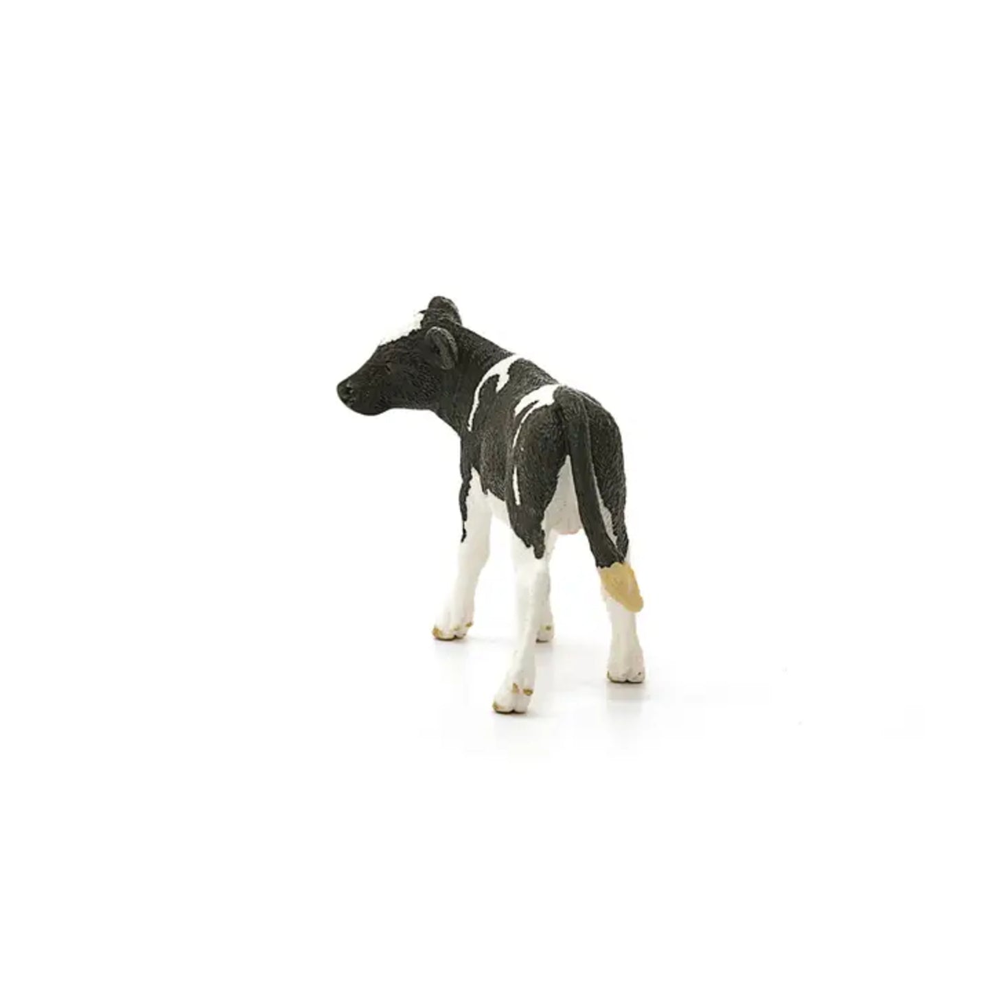 Holstein Calf