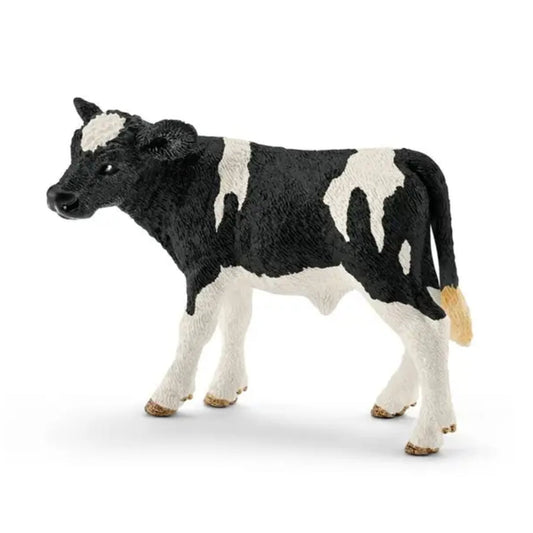 Holstein Calf