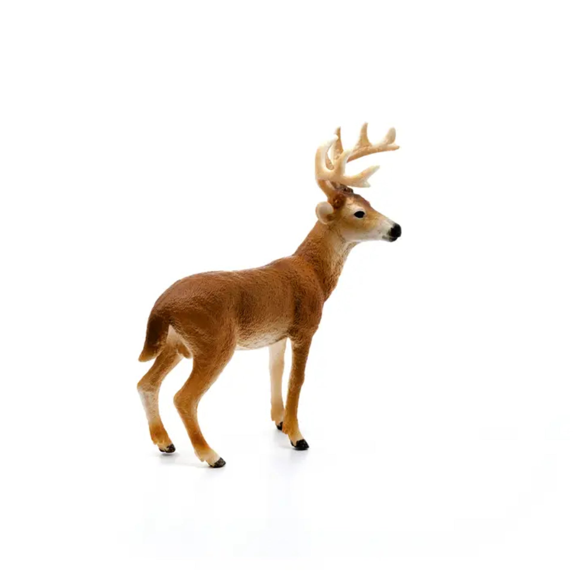 White-Tailed Buck